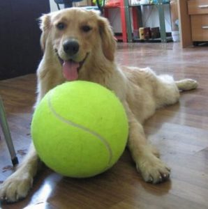large tennis dog ball