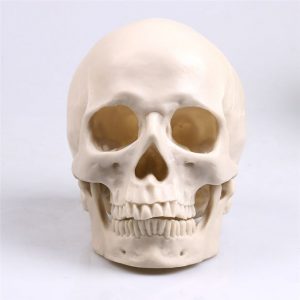model of the human skull aliexpress