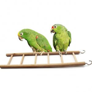 aliexpress ladder for birds
